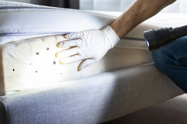 Best Flea Control Services  in Lovejoy, GA