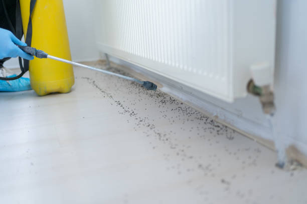 Best Local Pest Control Services  in Lovejoy, GA